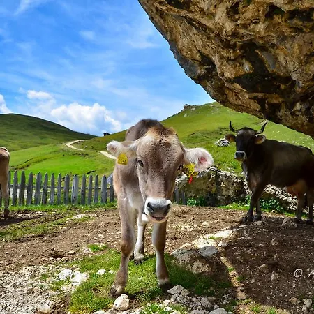 Appartement Central Apartment Canazei *