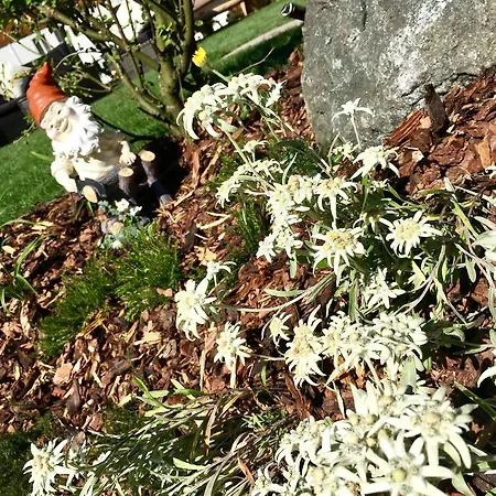 Appartement Central Apartment Canazei *