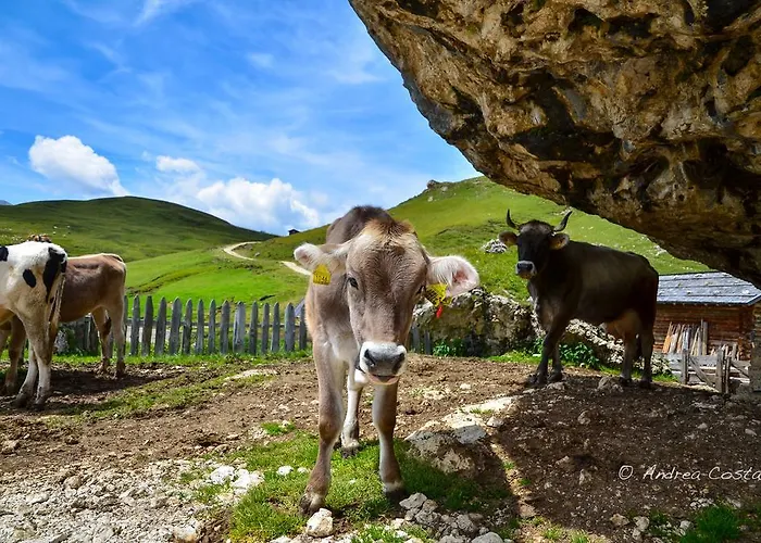 Apartment Central Apartment Canazei *